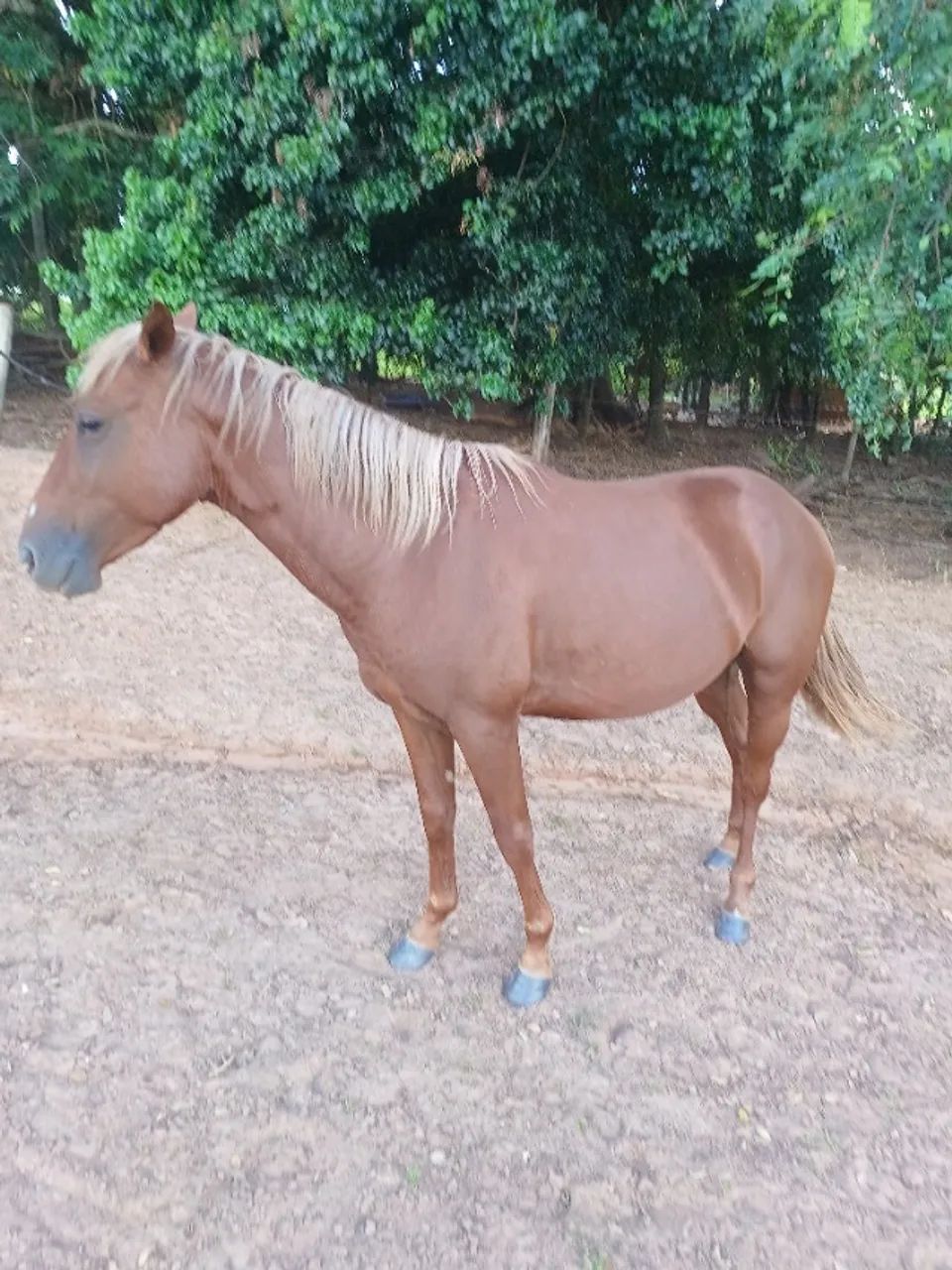 Cavalo - Foto 3