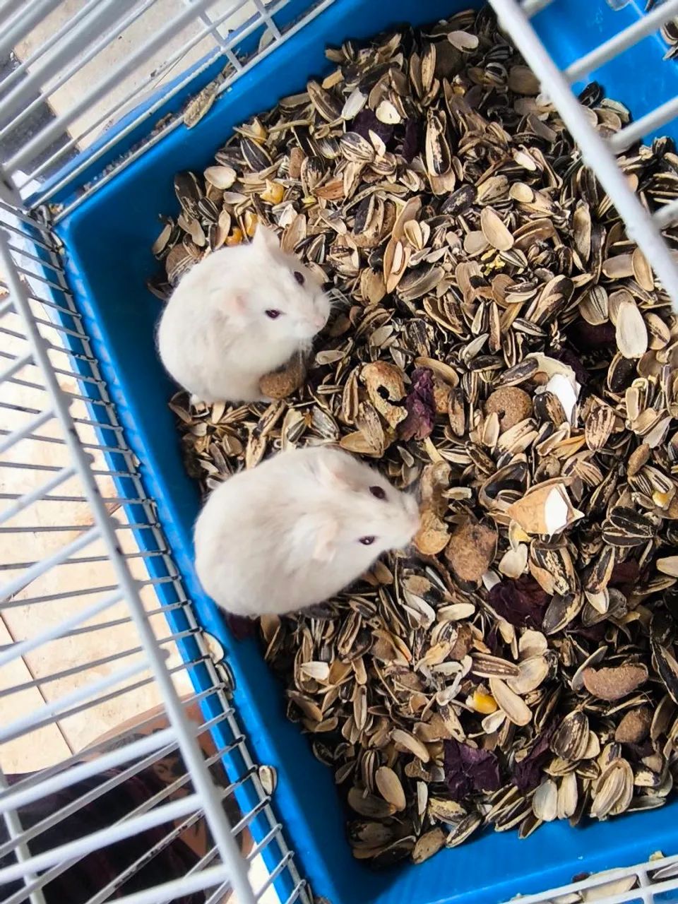 Hamsters - Foto 3