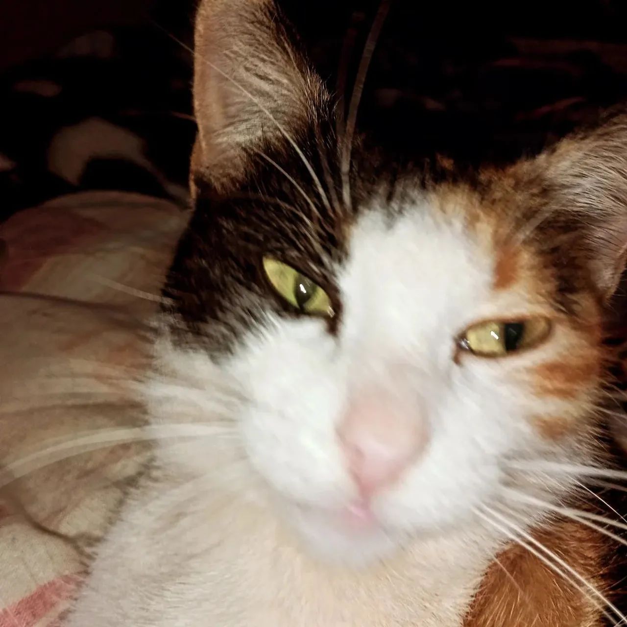 Adoção responsável 