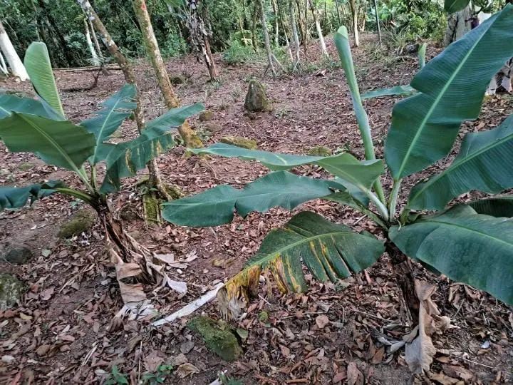 Vende-se linda chacara em Monguagua - Foto 3