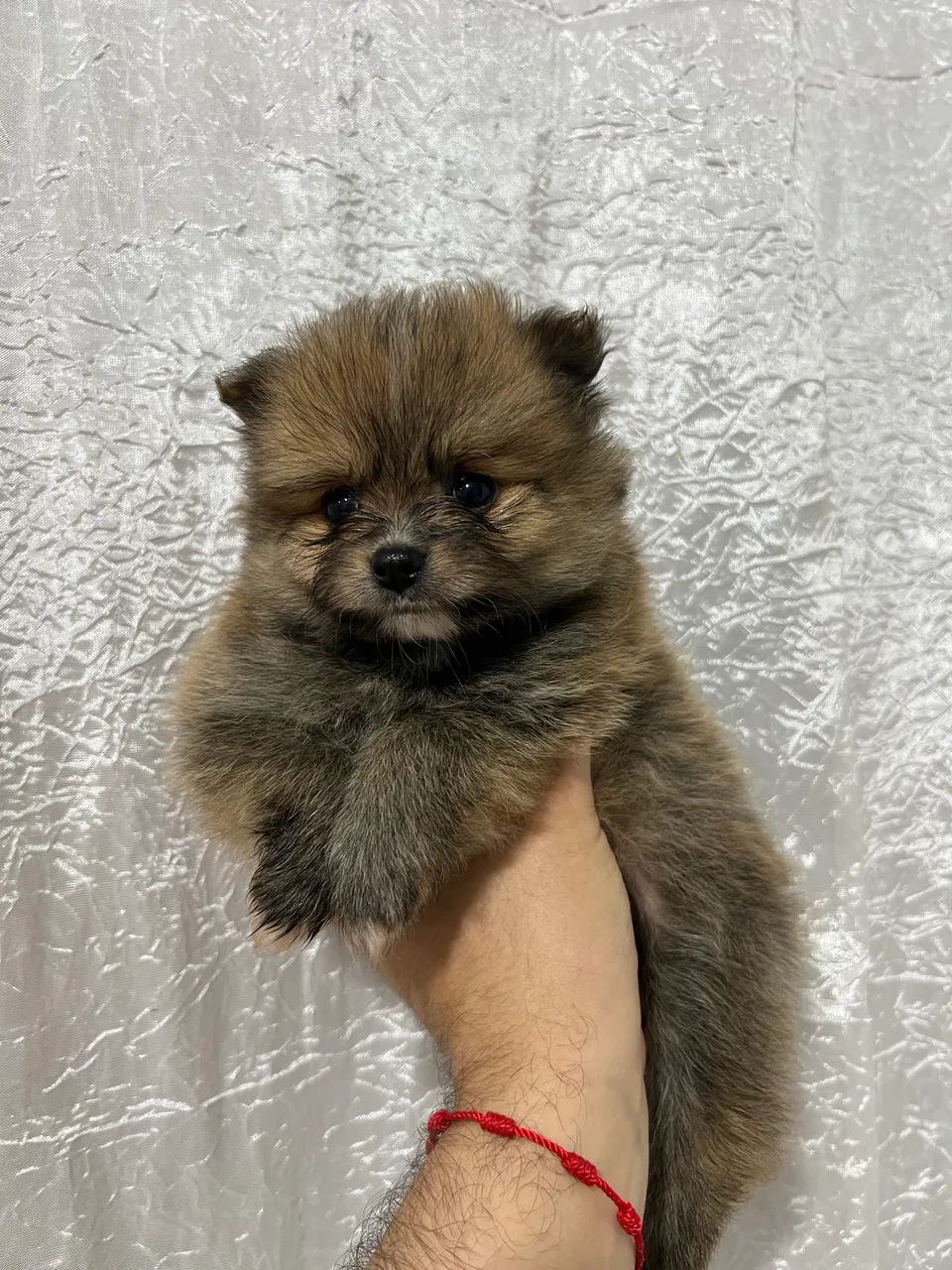 Spitz Alemão 