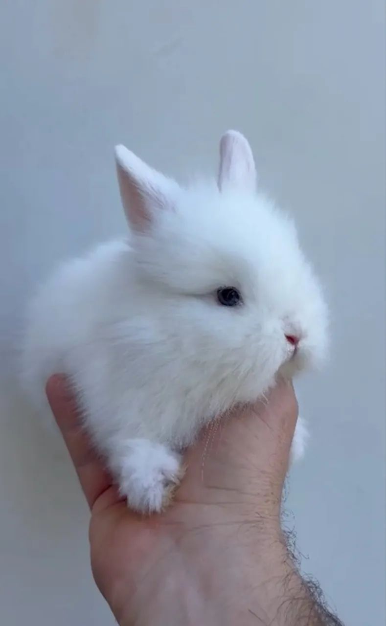 Mini coelho - entrego em mãos 