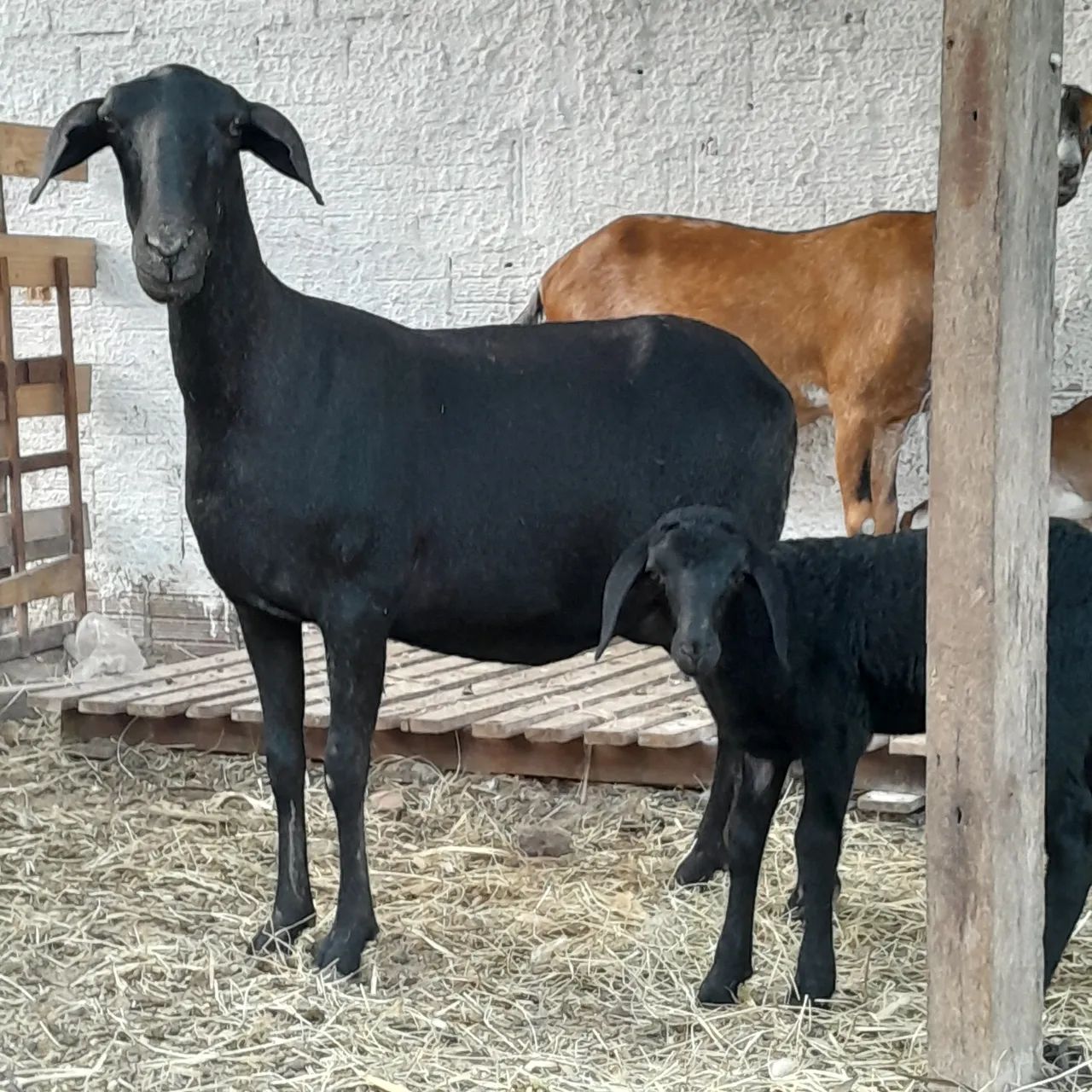 Ovelha e carneiro  - Foto 3