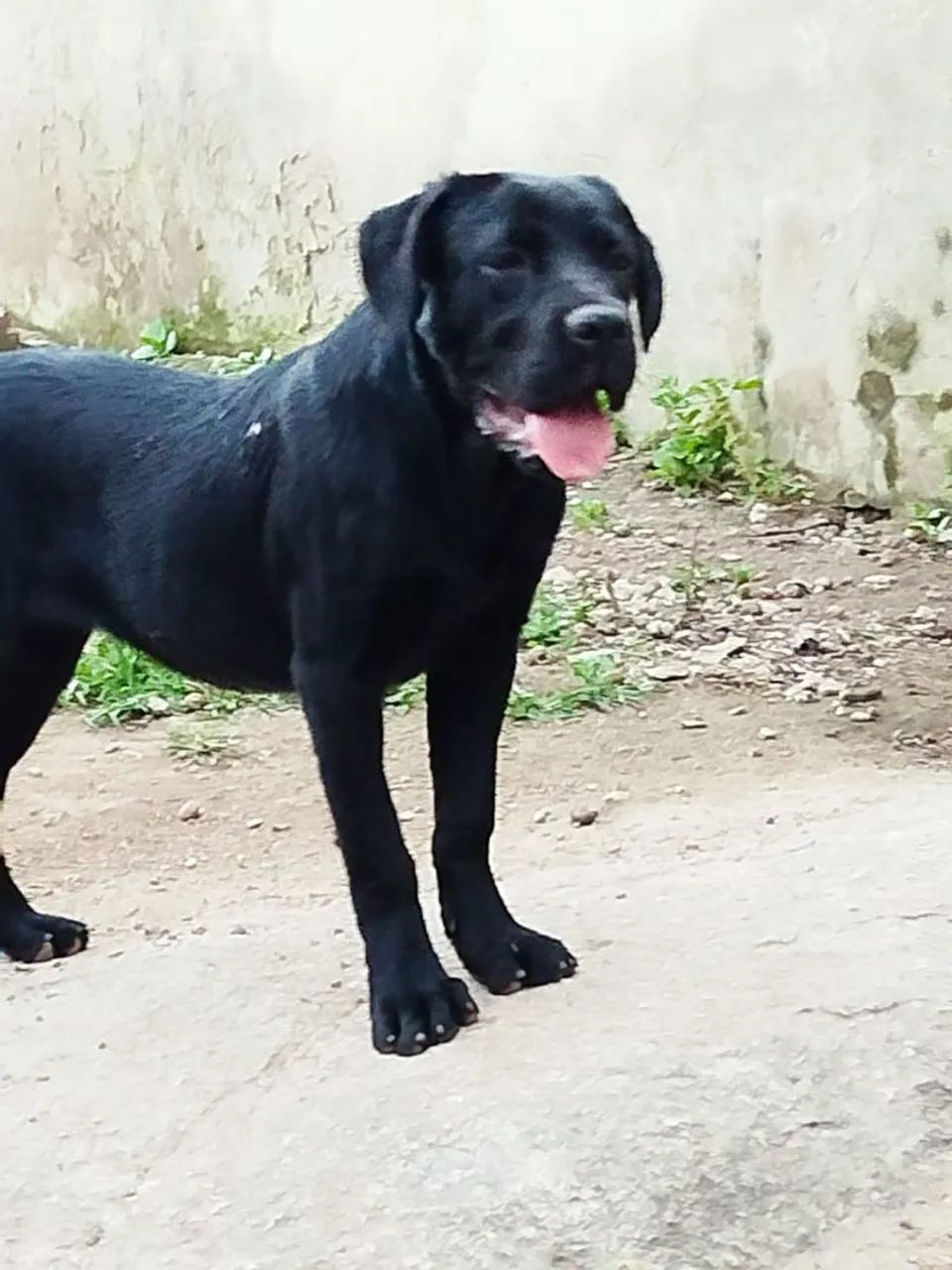 Cane corso - Foto 2