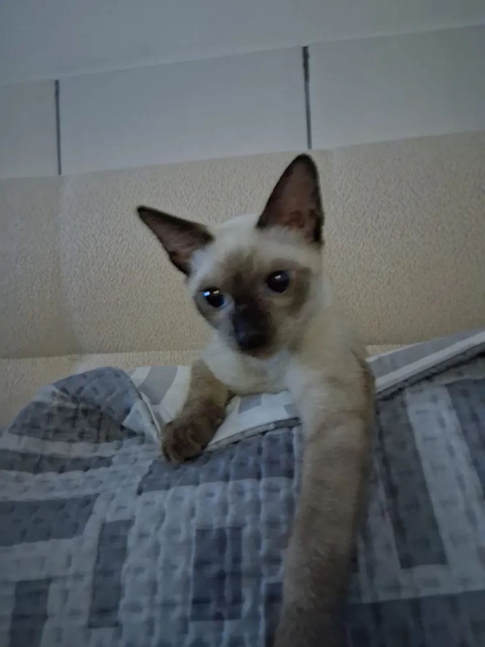 Macho 4 meses dócil 