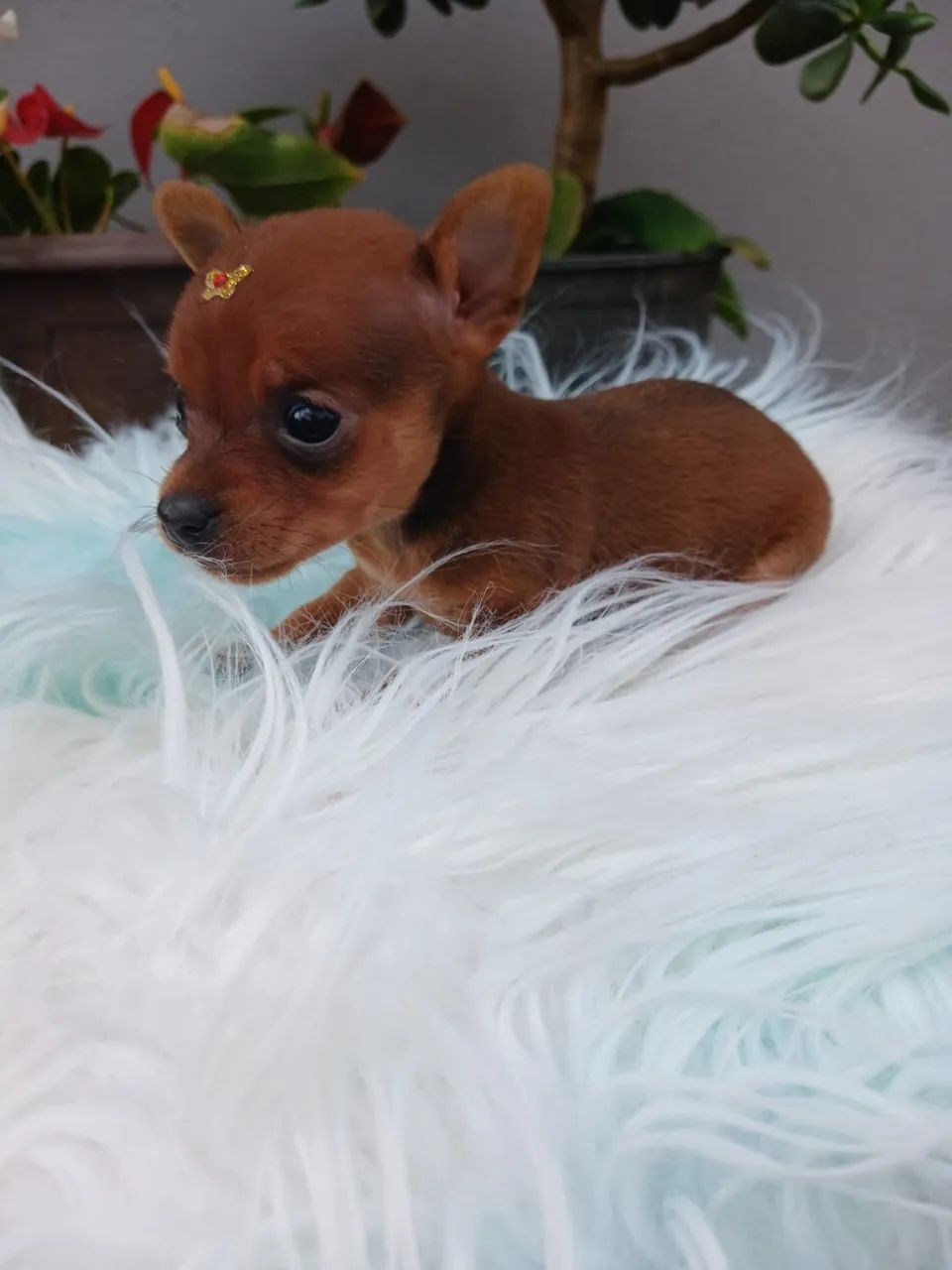 Fêmea de Pinscher  - Foto 3