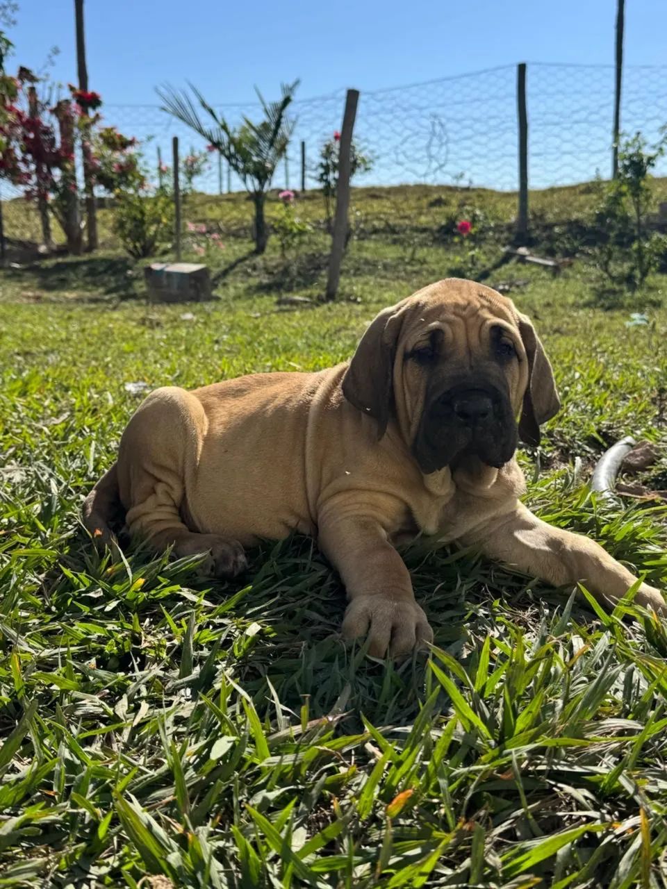 Fila brasileiro  - Foto 2
