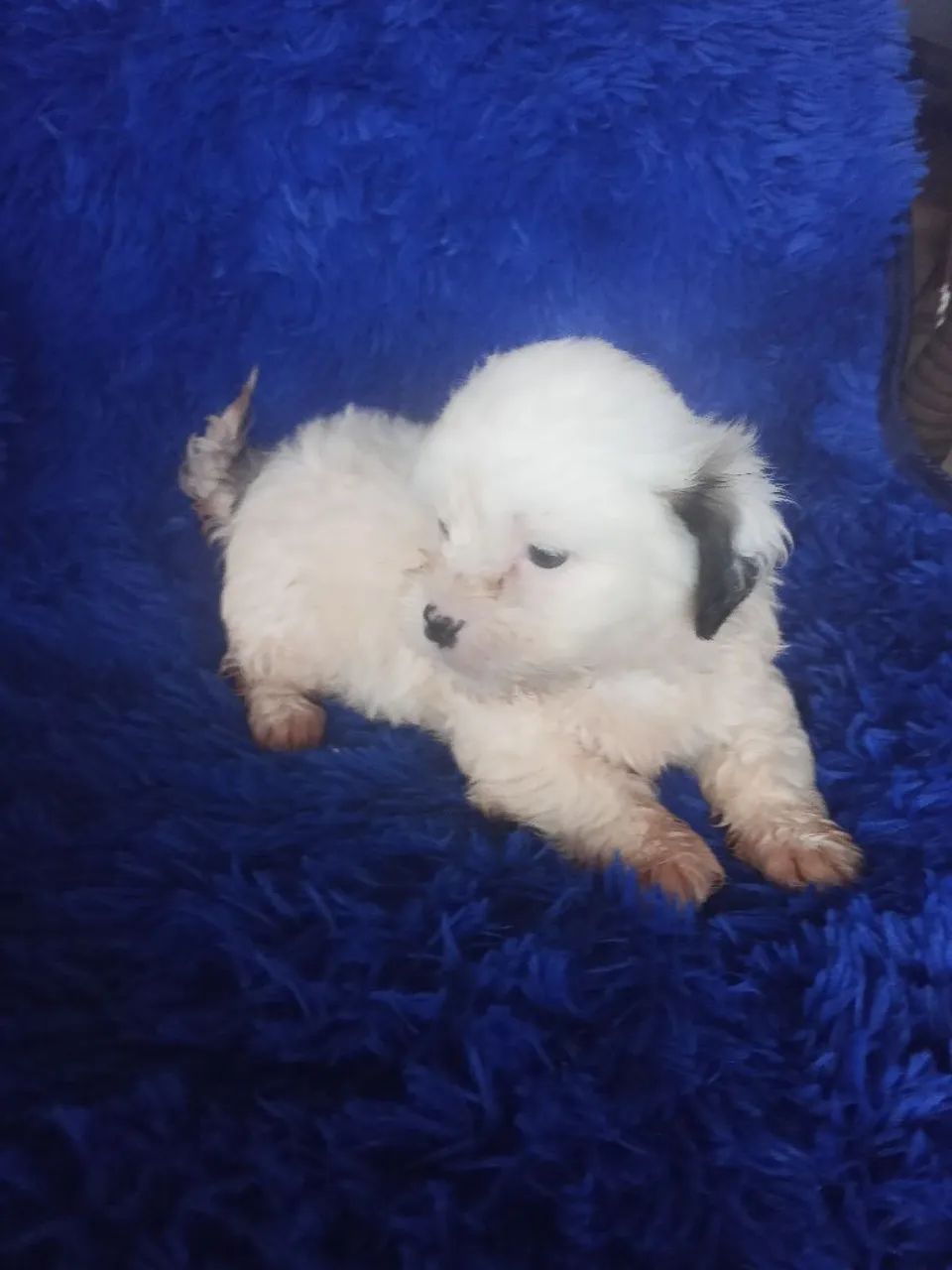 Shih Tzu  - Foto 4