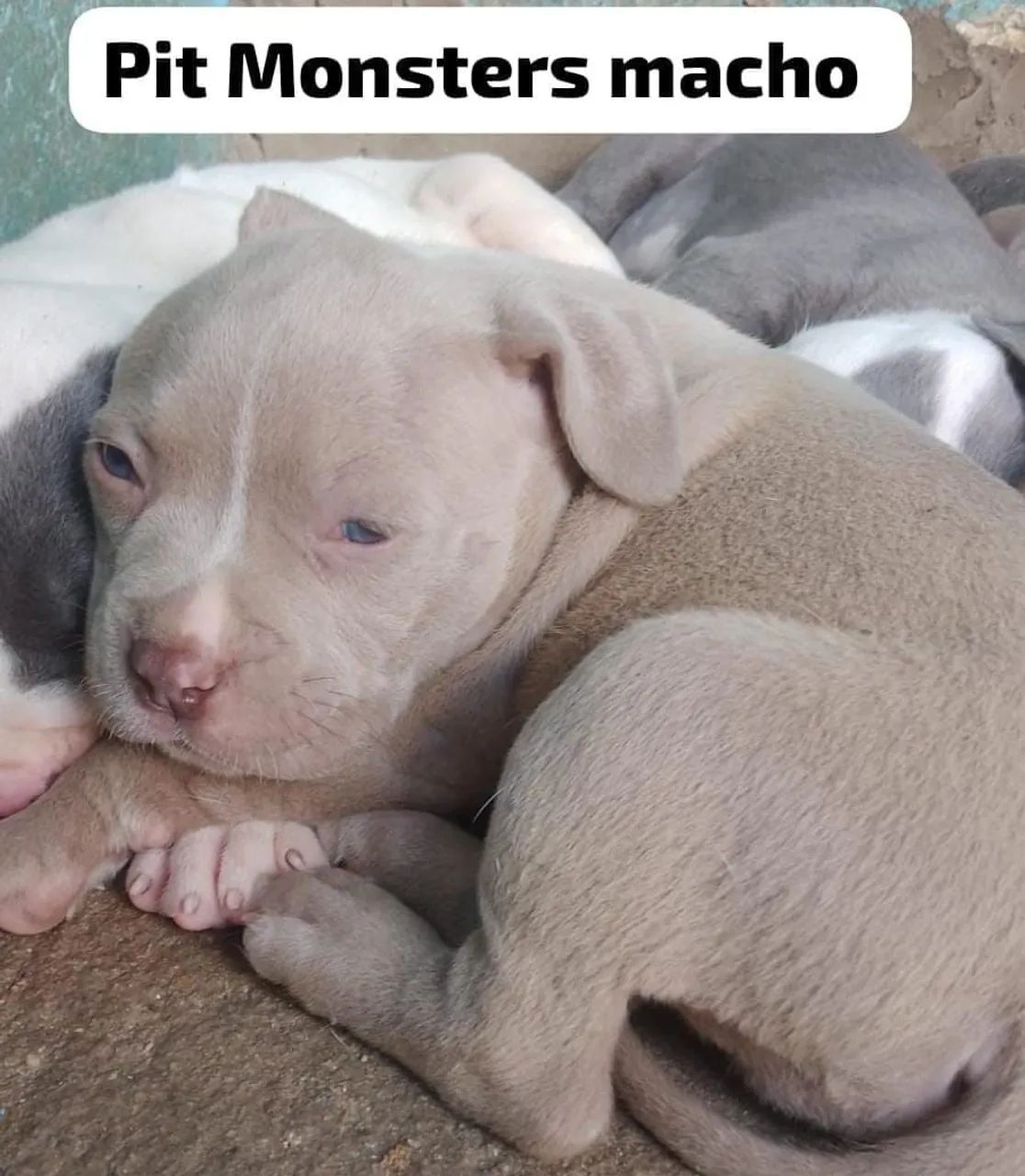 Cachorro 