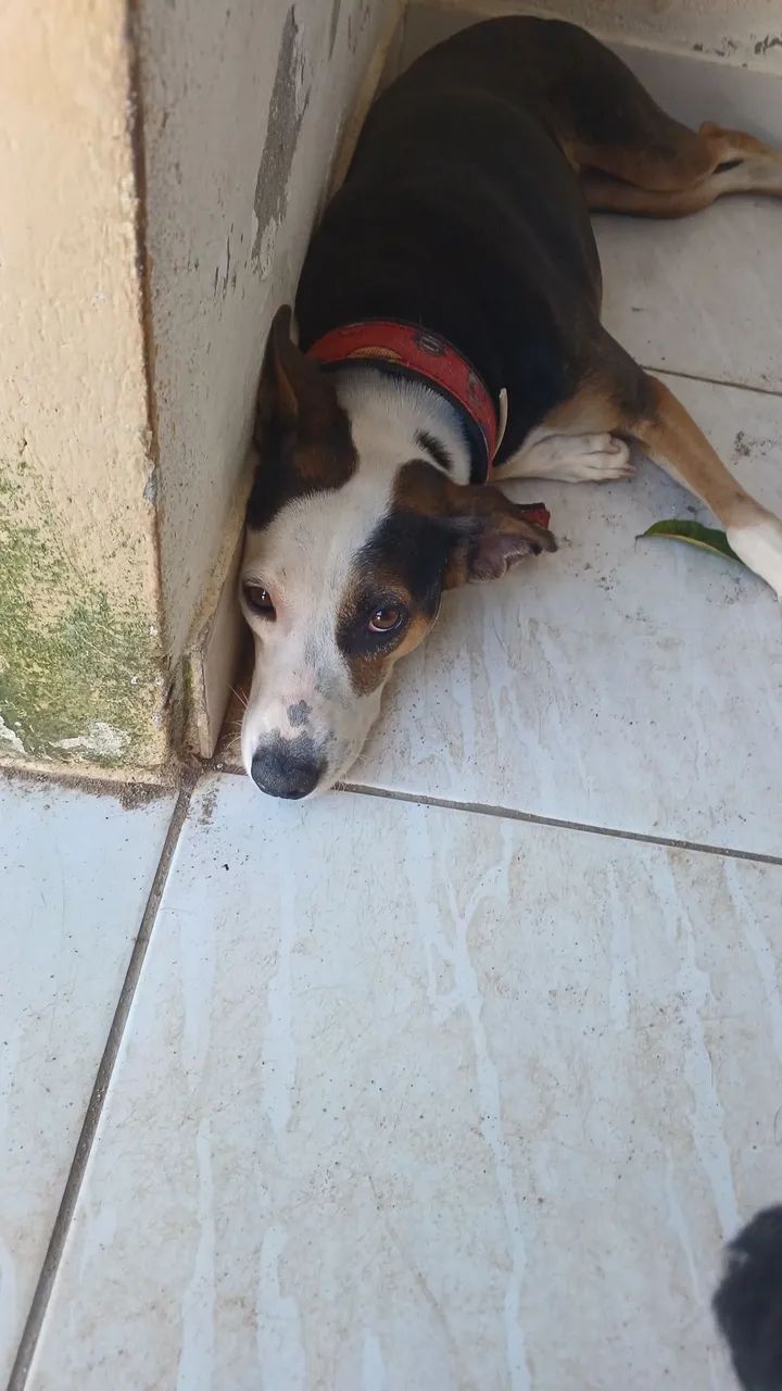 ADOÇÃO  - Foto 5