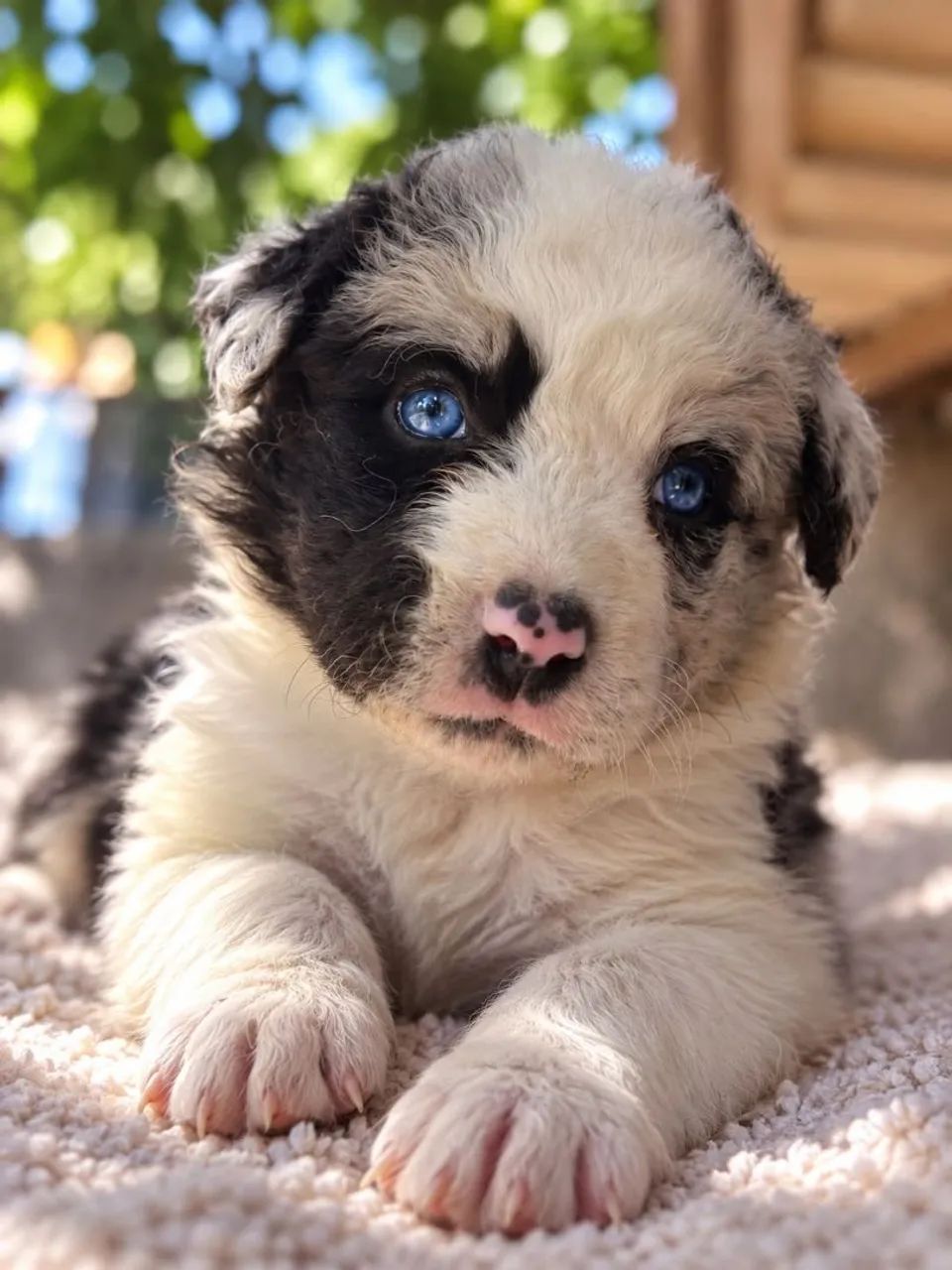 BORDER COLLIE de  - Foto 3