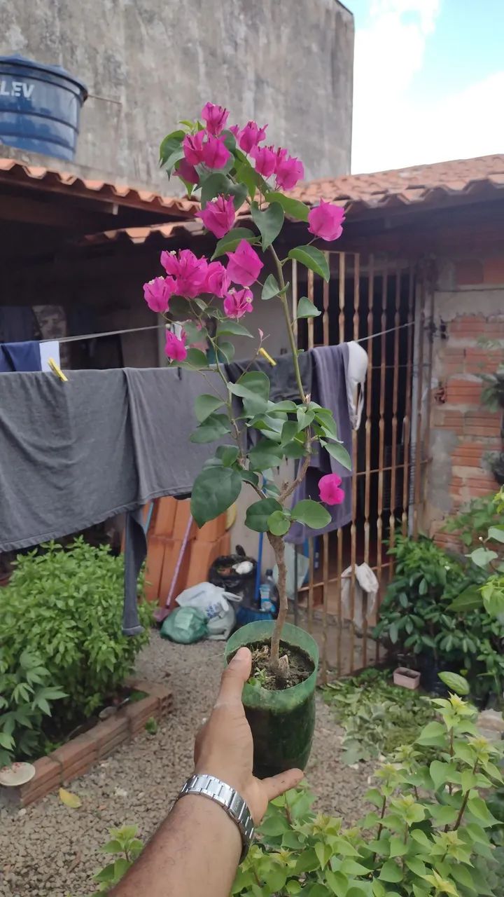 Primavera/buganville  - Foto 2