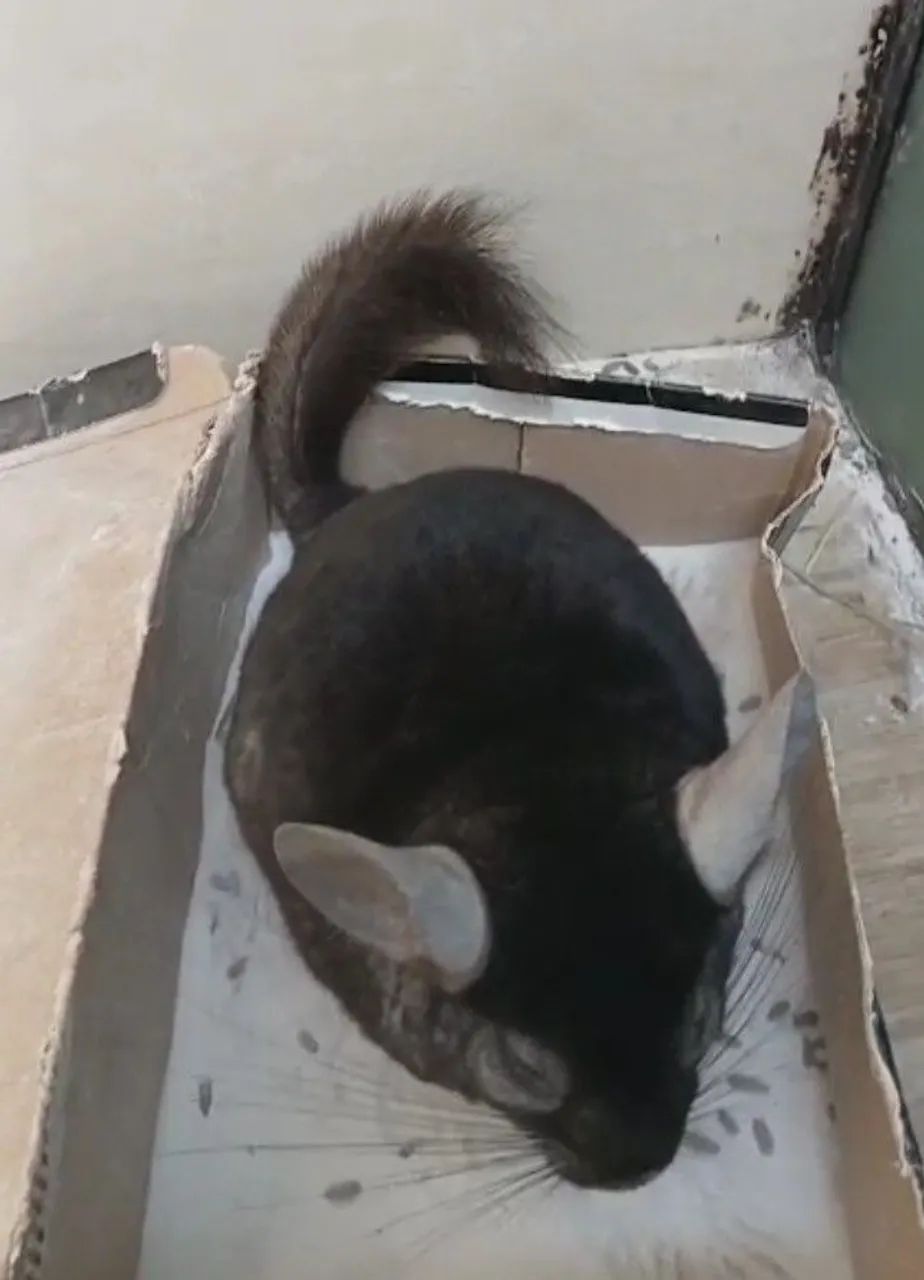 Chinchila à venda -Trio Reprodutivo