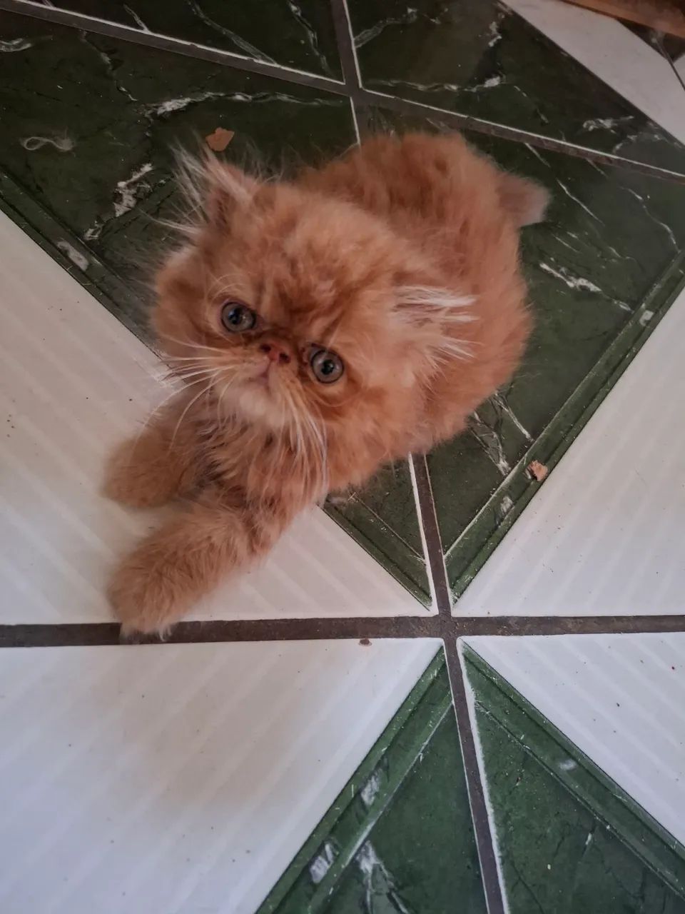 Disponível  machinho persa laranja 1800.00