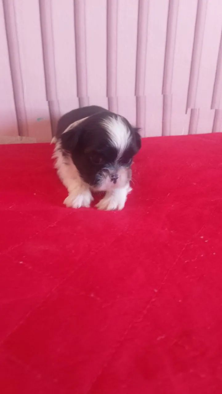 Shitzu  - Foto 3