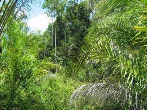 Fazenda para venda em camamu, tapuía - Foto 11
