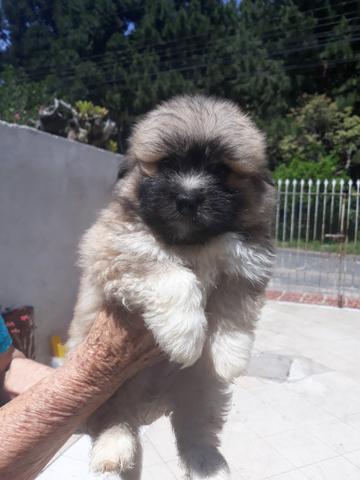 Pug Lhasa ou Spitz Alemão Anão,imperdível - Foto 5
