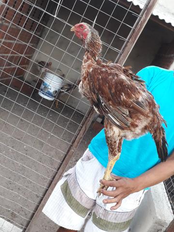 Indio gigante - Foto 2