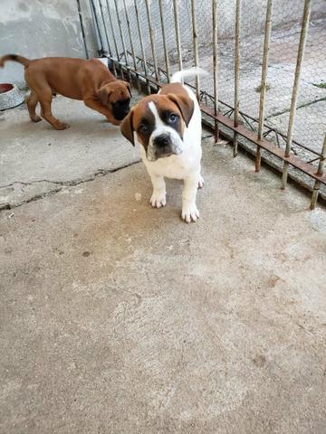 Boxer filhote