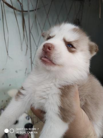 Husky - Foto 4