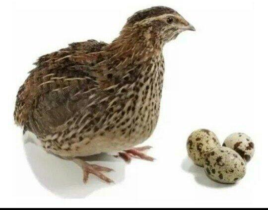 Ovos de codornas