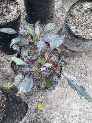 Vendo mudas de pimentas já produzindo - Foto 5