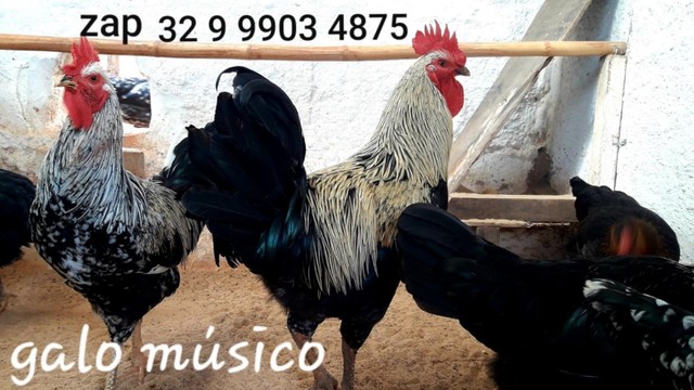 venda de Ovos galados férteis do lindo galo músico Turco canto longo - cantor ( Duzia )..