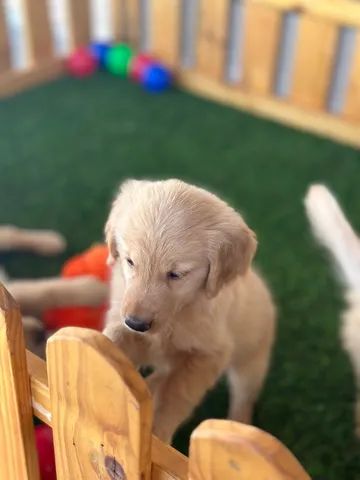 GOLDEN RETRIEVER  - Foto 3