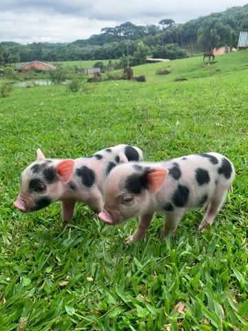 Mini Pigs (Micro porcos de estimação)