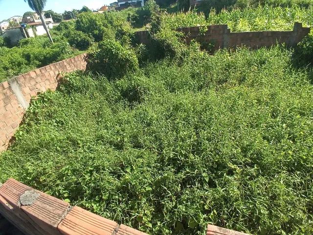 Terreno 10x25m murado, nivelado e com portão. - Foto 3