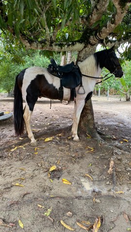 Cavalo pampa de preto registrado no mangalarga 