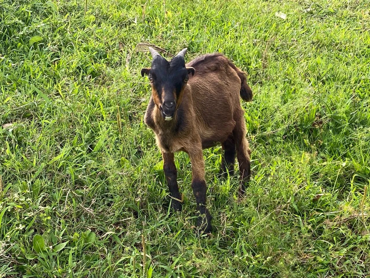 Cabrito para venda - Foto 3