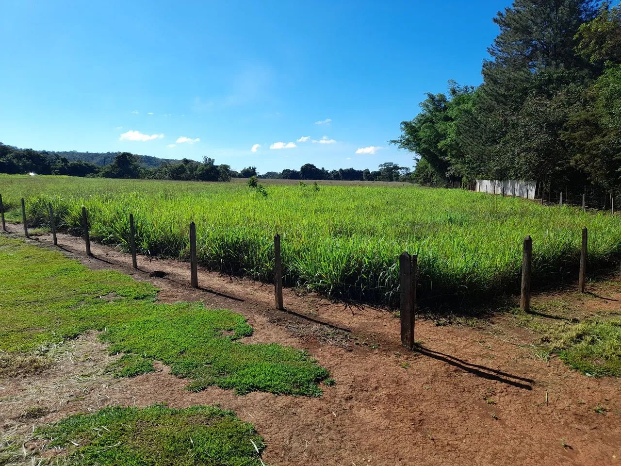 alugo pasto capim mordaça e braquiarão - Foto 2