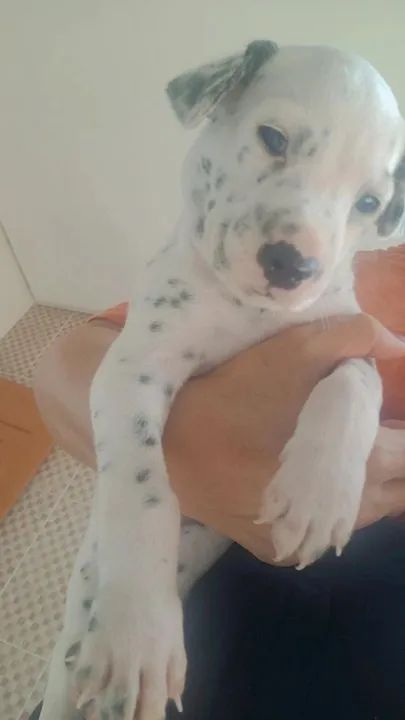 Filhotes Dálmata disponível
