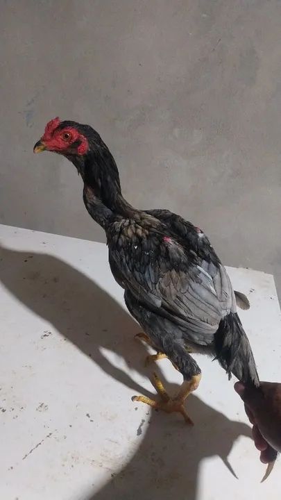 Vendo galinhas e frangos indiano  - Foto 6