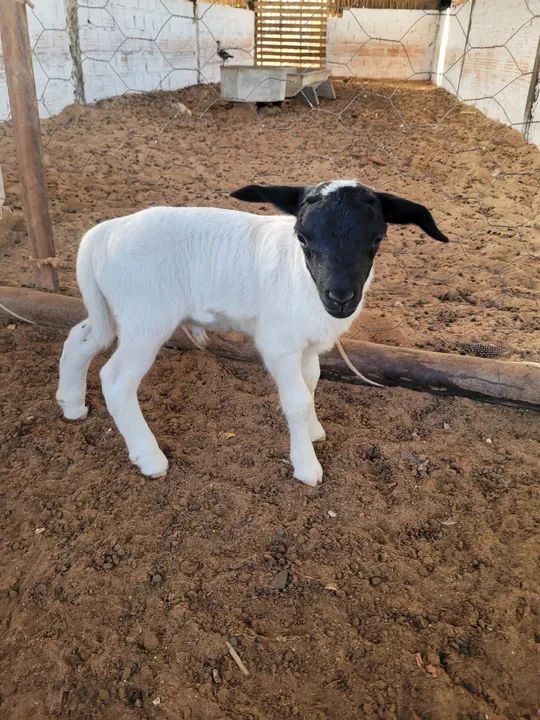 Ovelhas ? ? ? ? ? dorper  - Foto 6