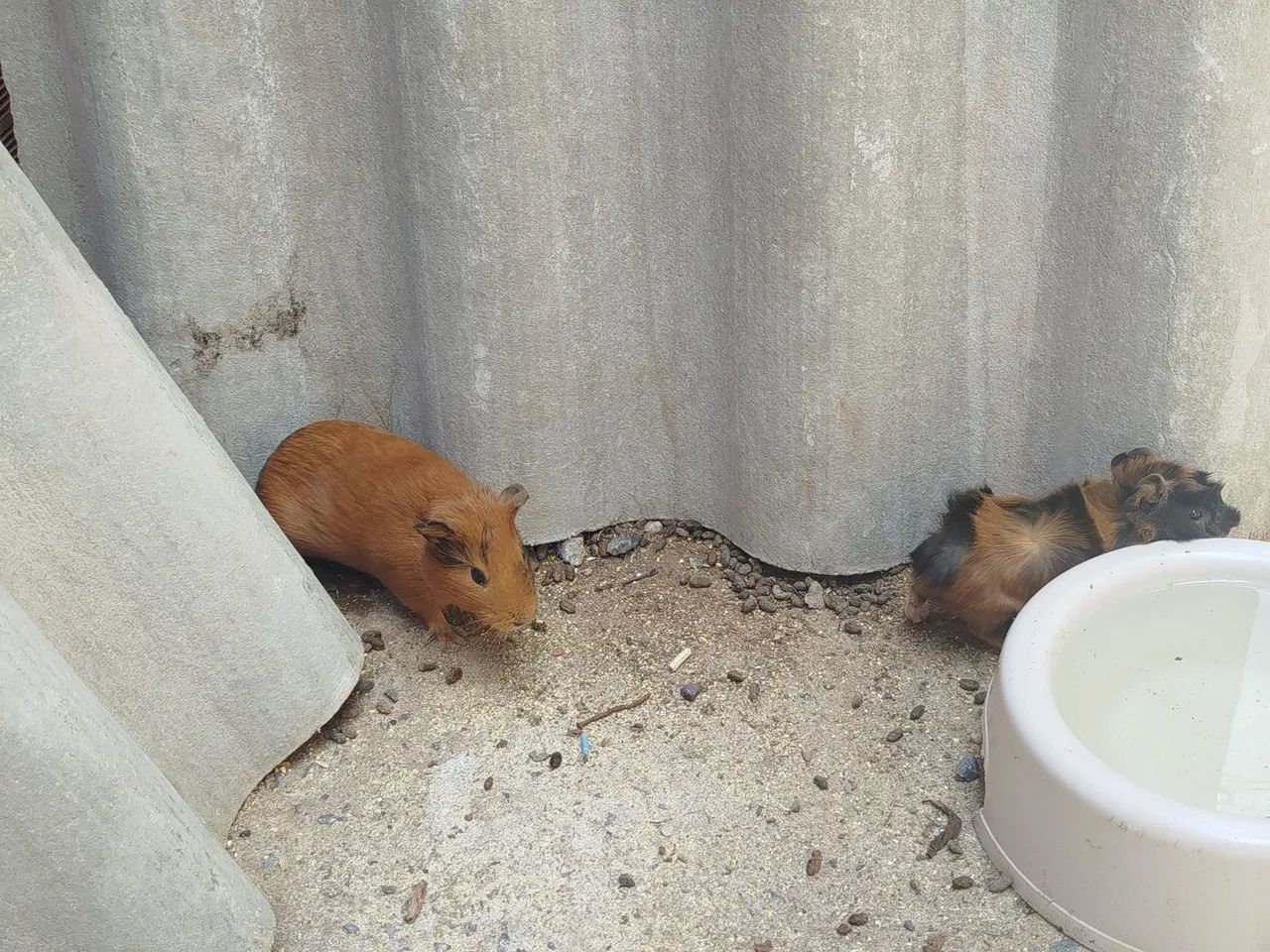 Porquinhos da Índia  - Foto 4