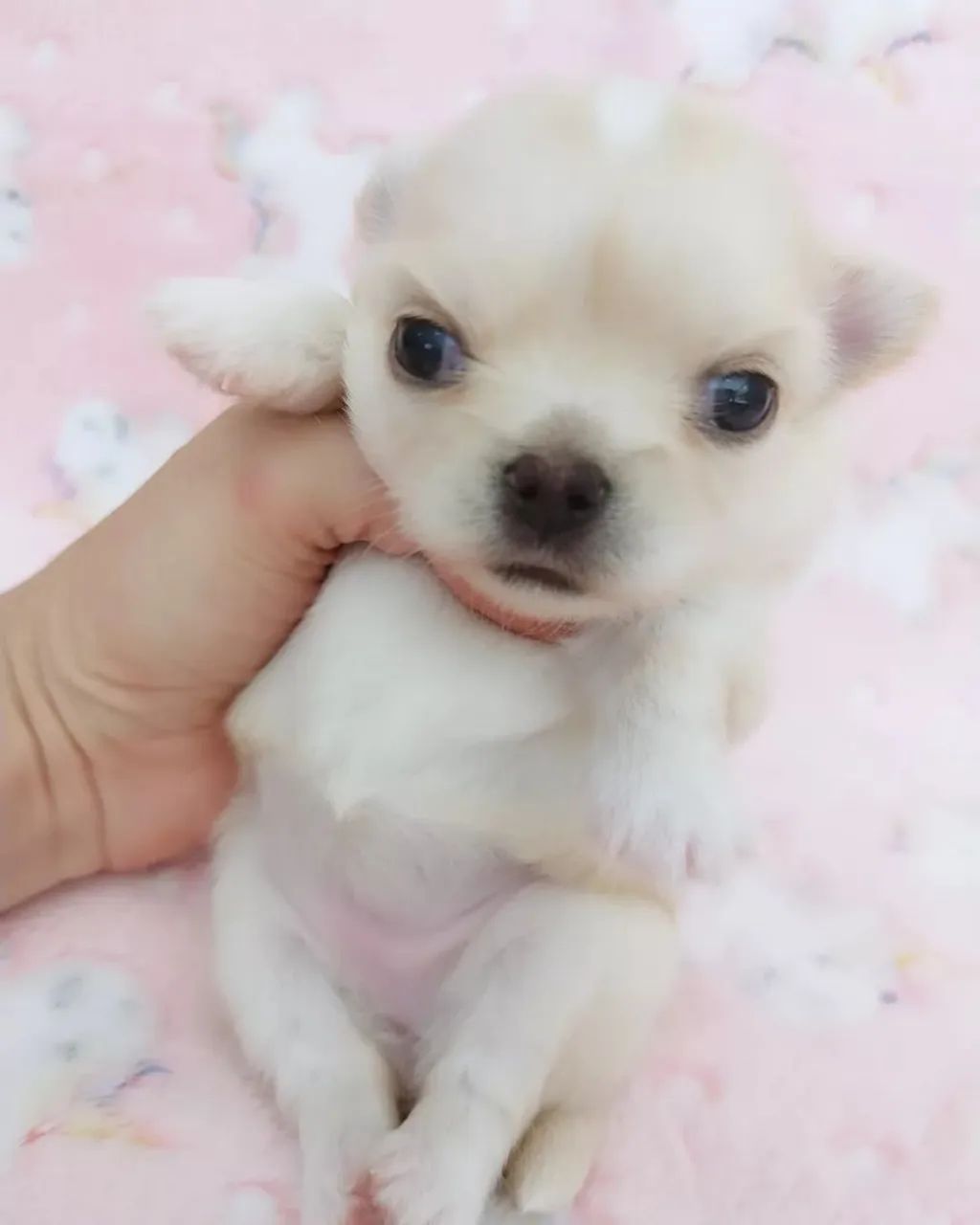 Chihuahua canil especializado Passo Fundo e região canil  - Foto 2