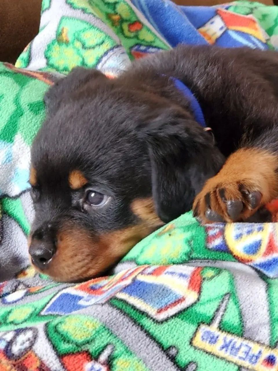  Rottweiler com Saúde Garantida