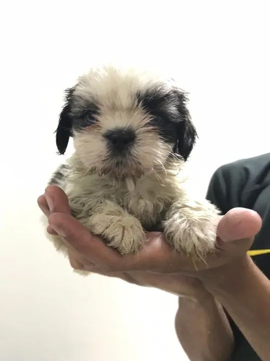 Shih Tzu - Filhotes com garantia, macho e fêmea- Parcelamos em até 12x sem juros
