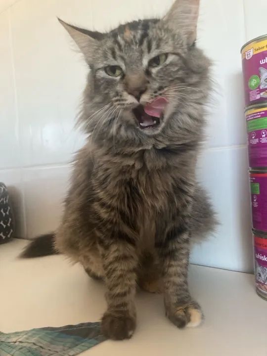 Gata linda e dócil para adoção - Foto 4