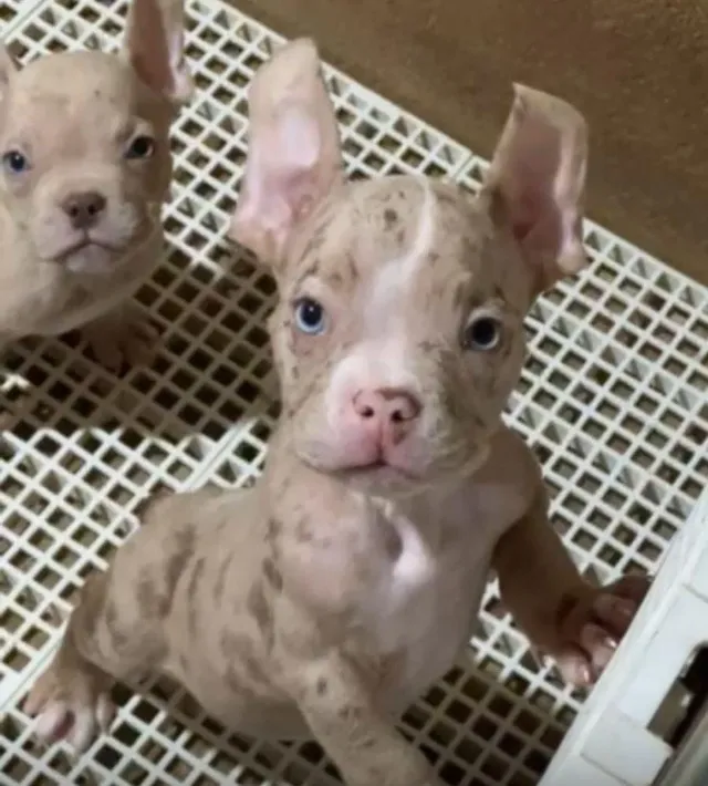 Exotic bully femea