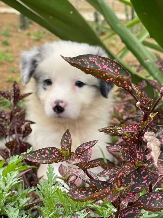 Filhote Border Collie lindo e dócil - Foto 2