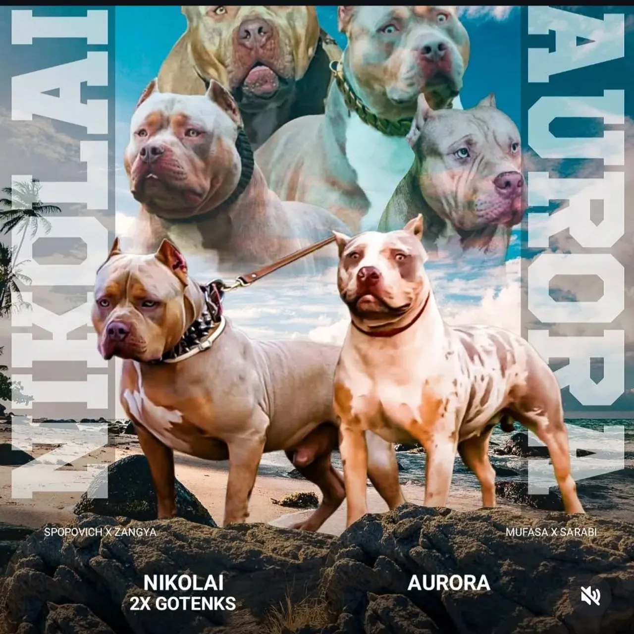 Macho adulto disponível