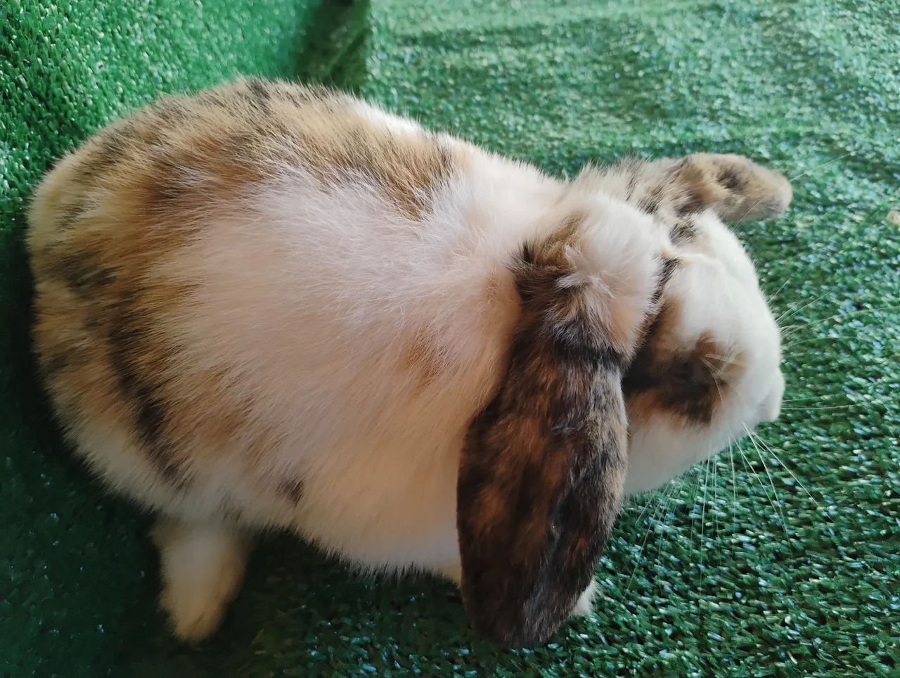 Coelhinho Mini Lop Tricolor