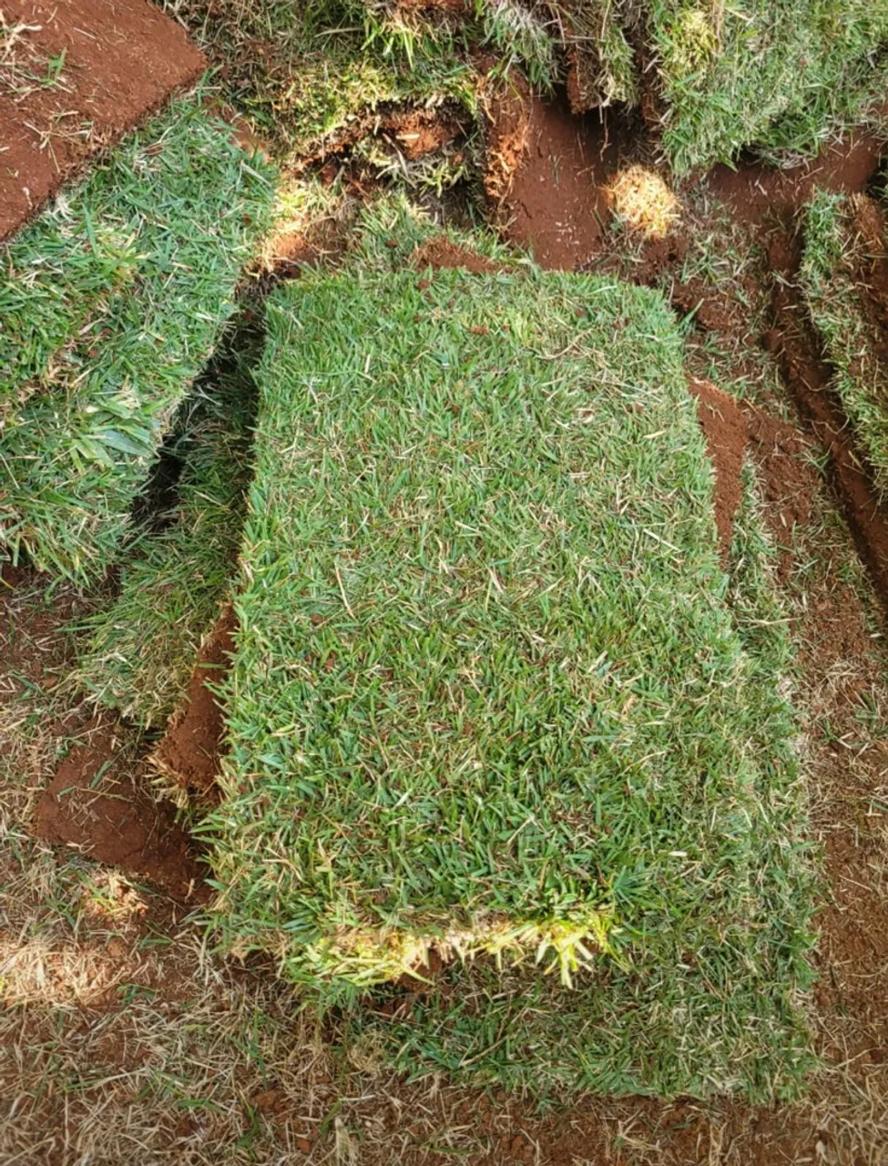 Gramado em Placas para Jardim - Grama Esmeralda