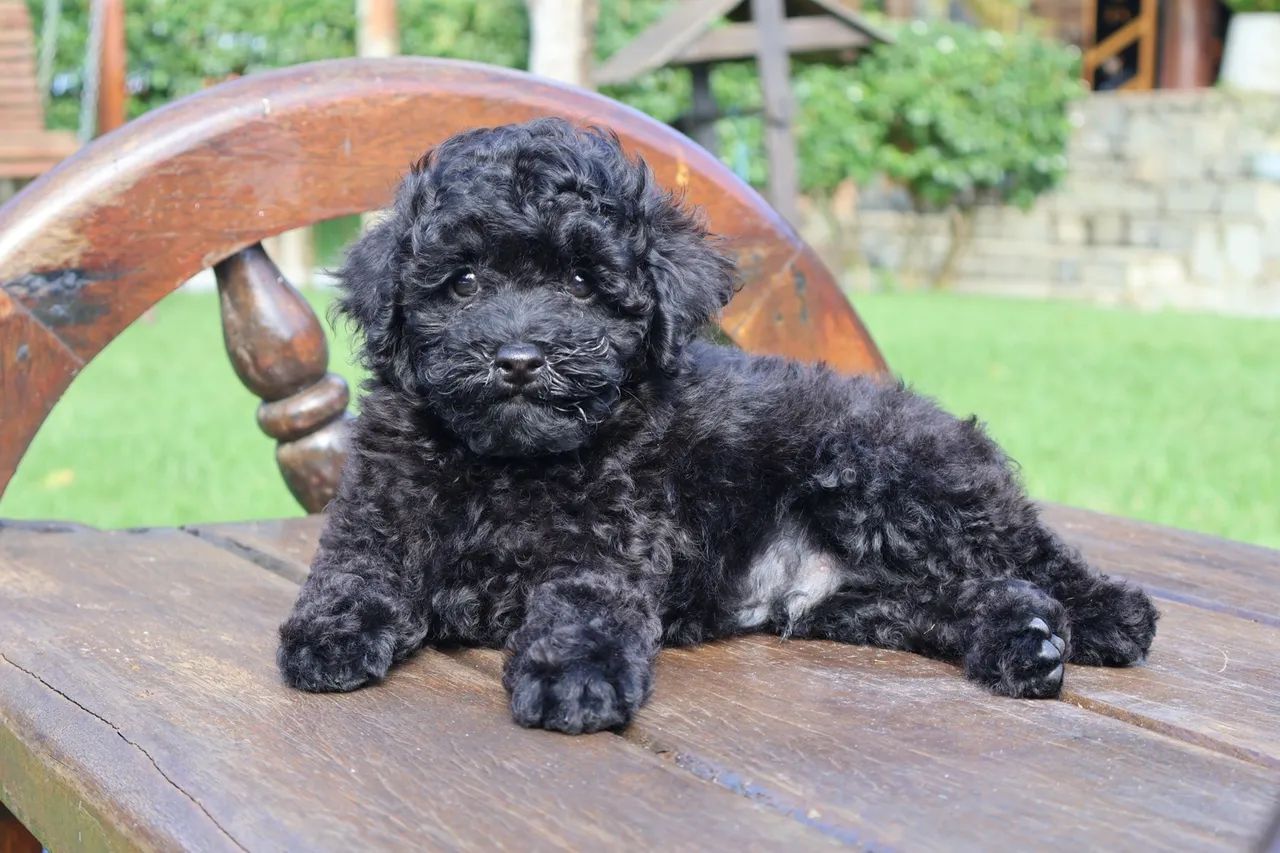 Poodle toy disponível - Foto 3