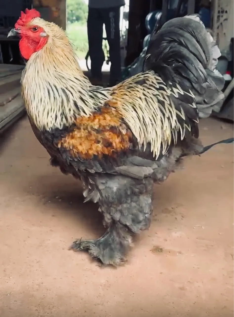 Galo Brahma