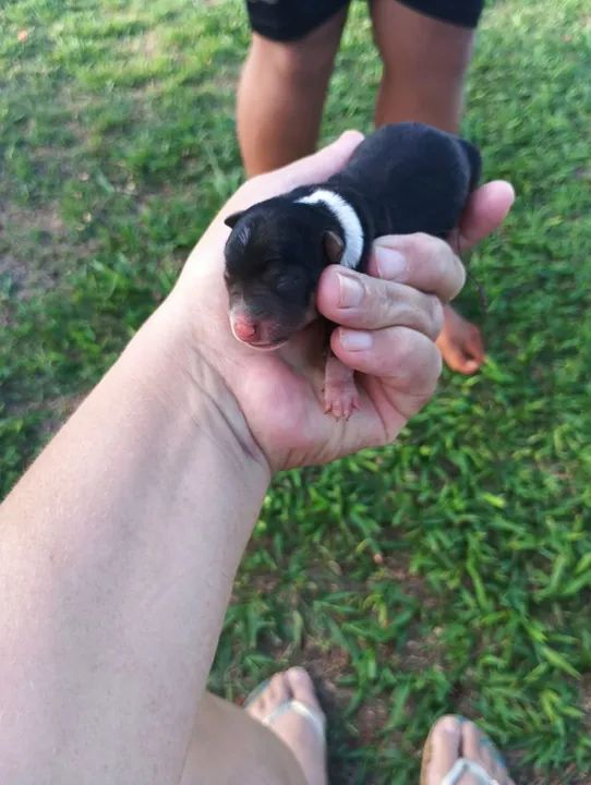 Fêmea de pinscher disponível para reservas 