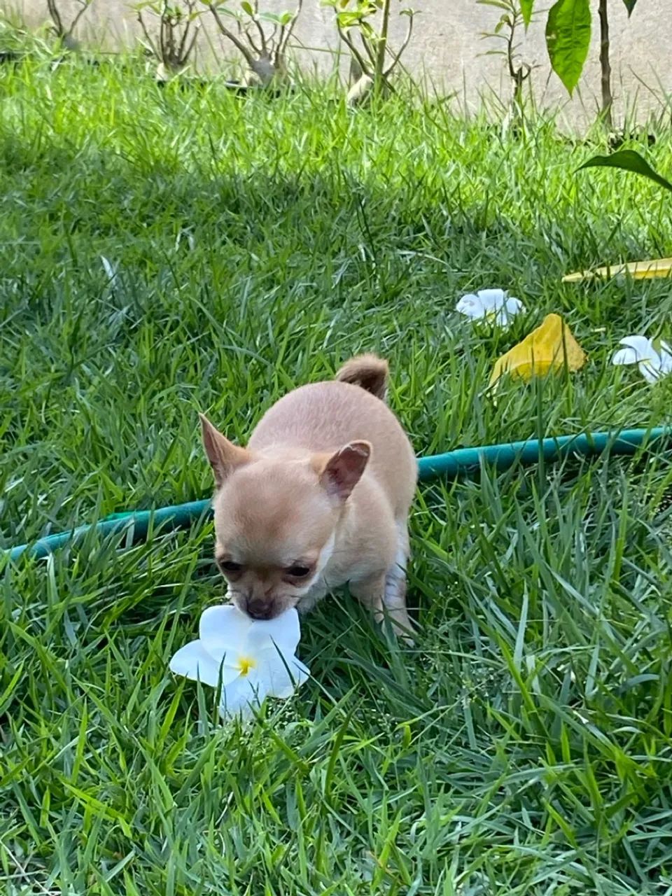 Filhote Chihuahua  - Foto 5